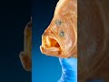This Flounder Has Weird Eyes