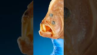 Download lagu This Flounder Has Weird Eyes mp3