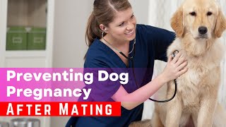Emergency Dog Pregnancy Prevention: What to Do After Mating