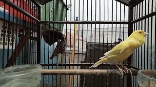 Download lagu Original Suara Kenari Water Slager Gacor mp3