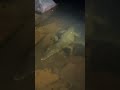 Dwarf caiman in mountain creek #shorts #animallover #wildlife #reptiles #caiman l