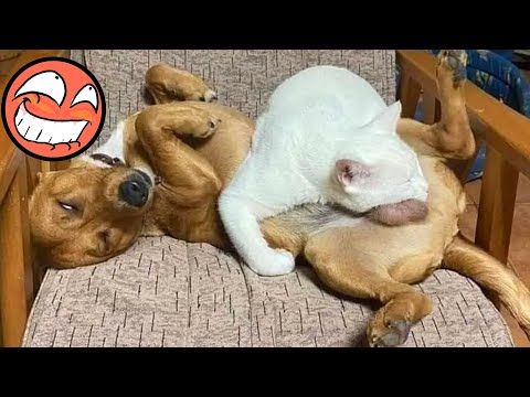 Funny Animal Videos 2023 🤣   Funniest Dogs And Cats Videos 👻 😸 🐺 #16