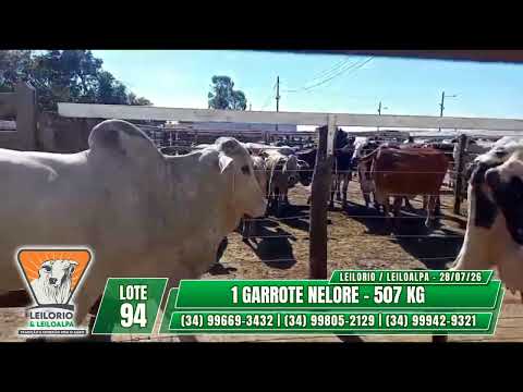 LOTE 94   1 GARROTE NELORE   507 KG- LEILO RIO & LEILO ALPA - RIO PARANAÍBA-MG - 28/07/26