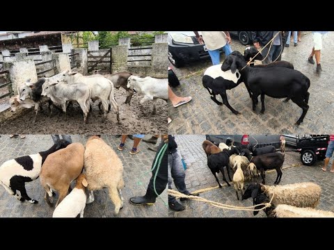 FEIRA DE ANIMAIS DE PUXINANÃ-PB 08/06/2026