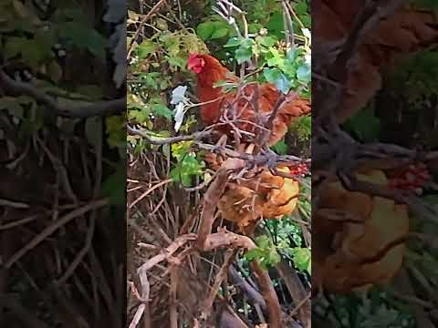terrible gallinero en río Mayo Chubut