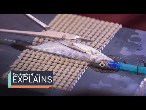 Can California save its endangered salmon?