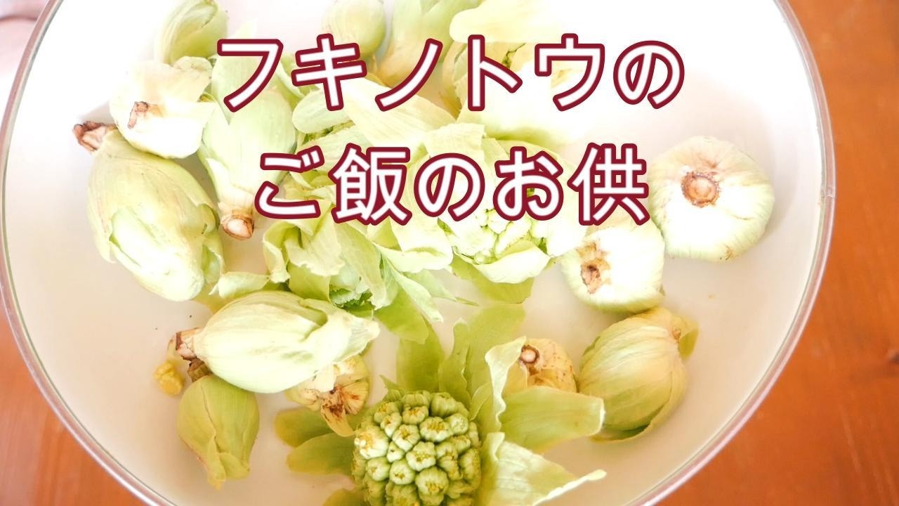 【フキノトウのご飯のお供】春におばあちゃんが作る/ほろ苦いフキノトウと酒粕のバランスが絶妙！！