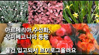 아르메리아 / 크로커스 / 미션 / 수선화 / 장미베고니아 등등 입고되어서 브이로그 올려봐요...