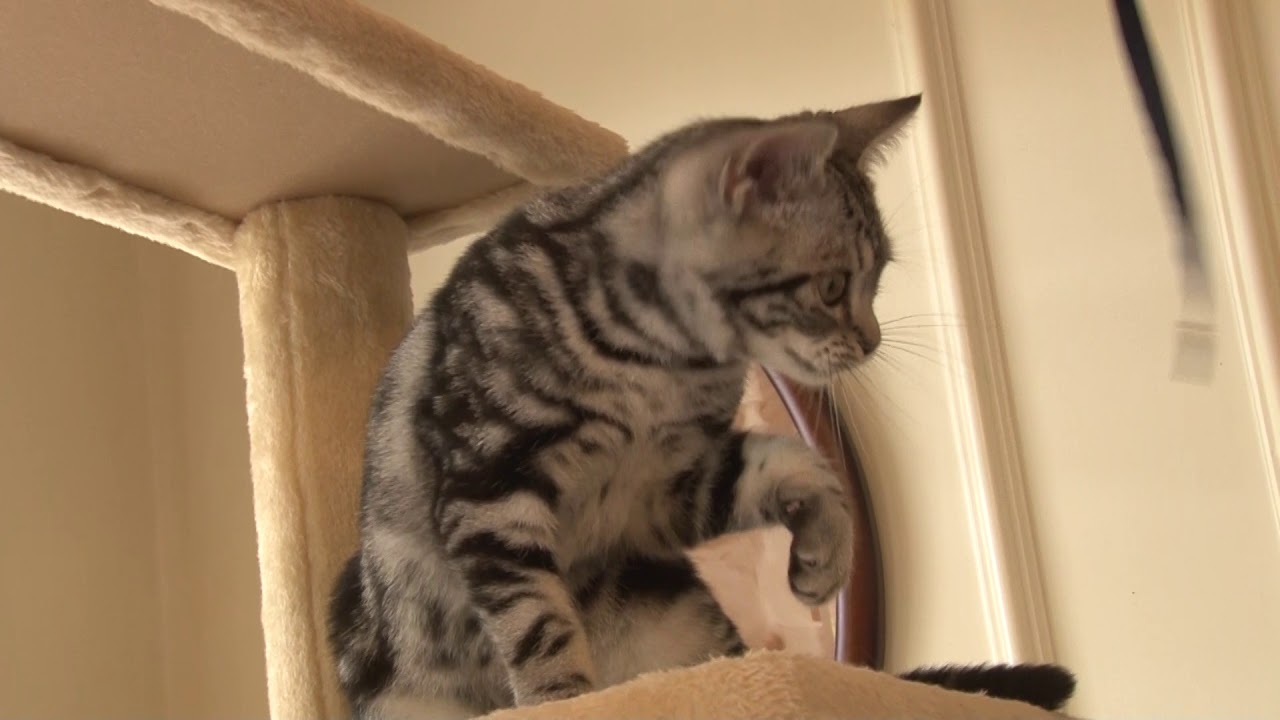 キャットサロンのネコちゃんを紹介