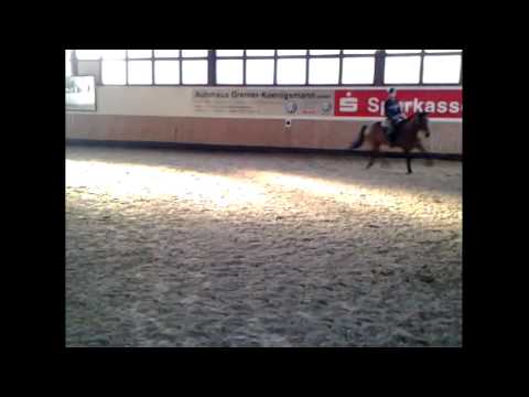 Cupardo: C-Trenton Z x Achill-Libero H *2006