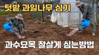 과일나무 심기 텃밭 유실수 심는시기 