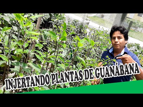 Injerto de plantas de guanábana haciendo uso de la cinta parafilm