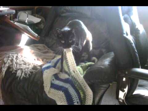 Kitty Porn- DISCRETION FOR CHILDREN ADVISED PLEASE