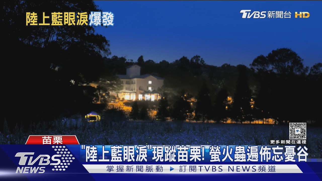 影音/苗栗桐花螢火蟲同步爆發!賞「四月雪、陸上藍眼淚」趁現在