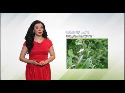 Zelena prognoza, 26.5.2016. - O stanju u zasadima jabuka