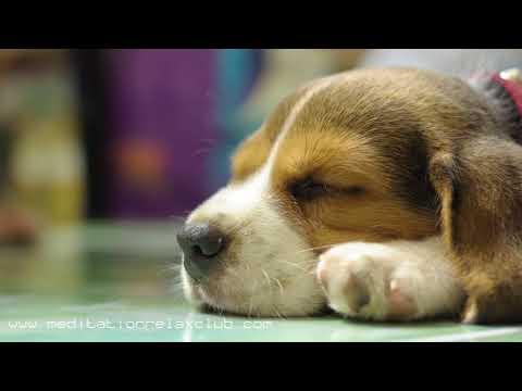 Your Favorite Pet Lullaby | Relaxing Music for Cats & Dogs to Sleep