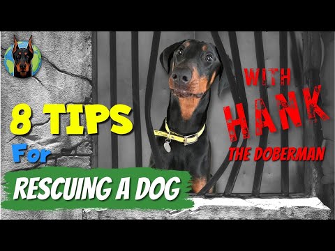 8 Tips for Adopting a Rescue Doberman