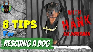 8 Tips for Adopting a Rescue Doberman