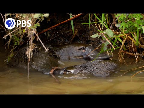 Witness a 'Platypus Love Donut'