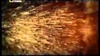 In The Womb: Cats with A Beautiful Mind - filmed at Ukutula