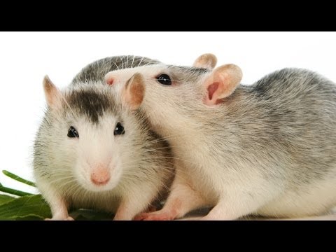 Why You Need More than One Pet Rat | Pet Rats