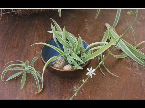 How to Start a New Spider Plant With Plantlets Video