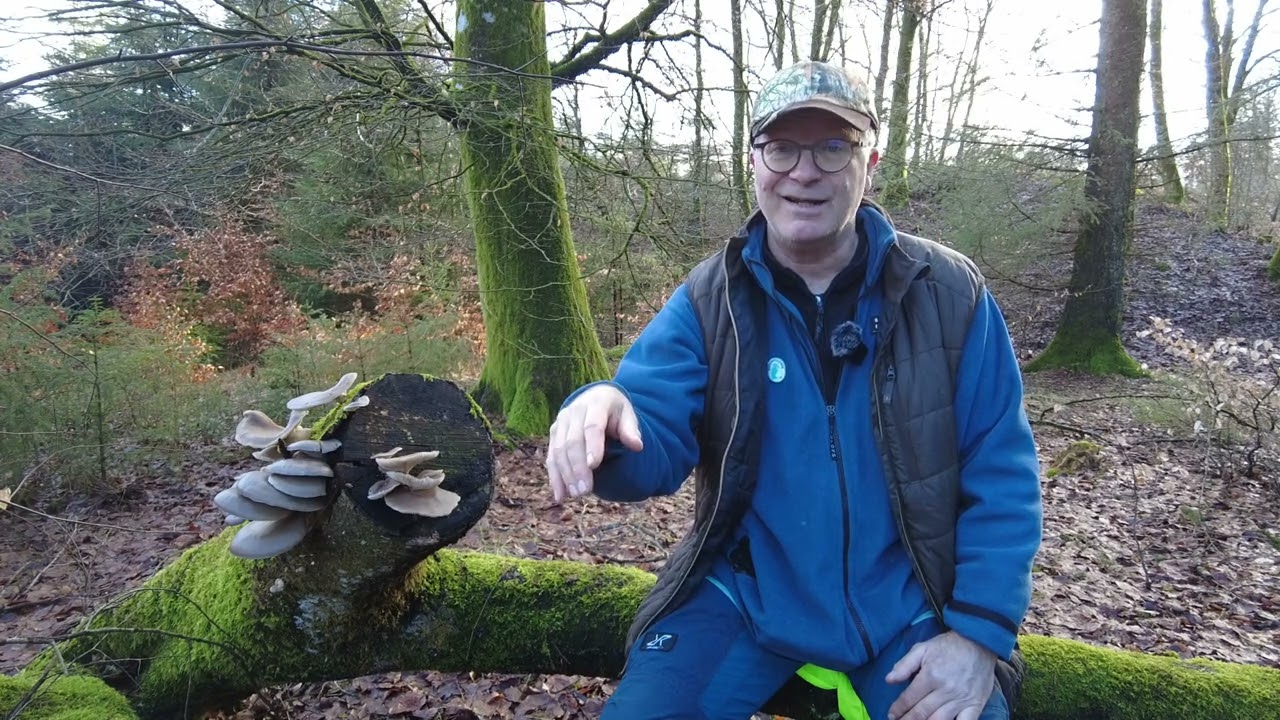 Stjernebilledet Ørnen