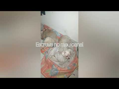 meu cachorrinhos lindos maravilhosos