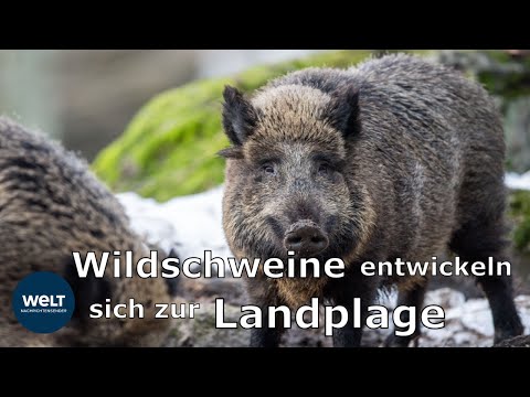 So kann man sich vor einem Wildschwein-Angriff schützen