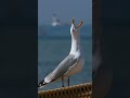 Seagull Sound