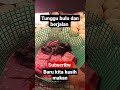 Kapan Kasih Makan Burung Ruak2 Yg Baru Menetas