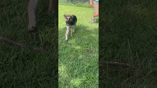 Video preview image #1 German Shepherd Dog Puppy For Sale in Centreville, VA, USA
