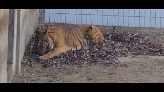 벵갈호랑이 일상 (달순이) #animal #tiger #zoo #호랑이 #뱅골호랑이 #달순이 #동물원