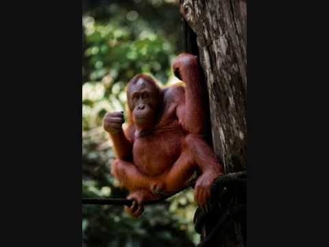 ANAK KAMPUNG 2012 - ONE NATION EMCEES feat JIMMY PALIKAT (teaser)