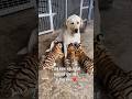 Dog Raised Tiger Cubs