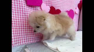 ハーフ犬の動画01