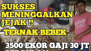 Download lagu JURAGAN BEBEK SUKSES BERTENAK POPULASI 3500 EKOR, PENGHASILAN 30 JT PERBULAN!! mp3 Download lagu JURAGAN BEBEK SUKSES BERTENAK POPULASI 3500 EKOR, PENGHASILAN 30 JT PERBULAN!! mp3