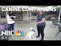 Santa Rosa’s Canine Companions marks 50 years training service dogs