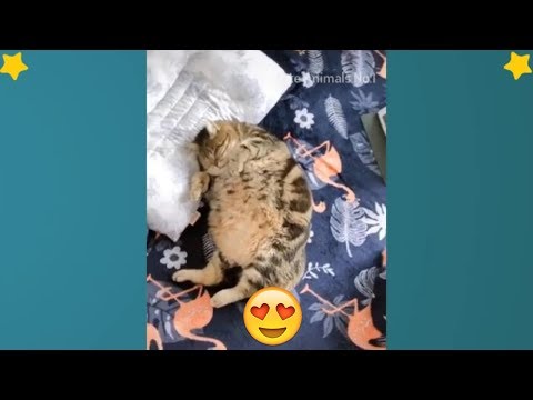 Funny Cats 2019 - Cute Cat 2019 - Mini Cat Videos Compilation #6