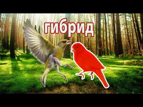 Гибрид от Гибрида Канарейки и Зеленушки ПЕНИЕ