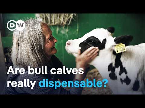 The Fate Of Bull Calves -From Surplus To Alpine Savior | Dw Documentary
