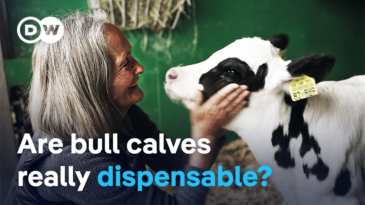 The fate of bull calves - From surplus to Alpine savior | DW Documentary