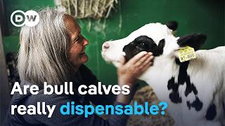 The fate of bull calves - From surplus to Alpine savior | DW Documentary