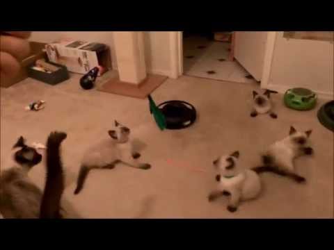 Super sweet SIAMESE kittens!