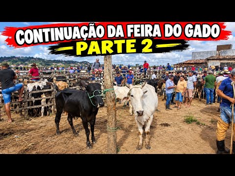 FEIRA DO GADO EM SOLÂNEA-PB!!! 📹 "parte2" 