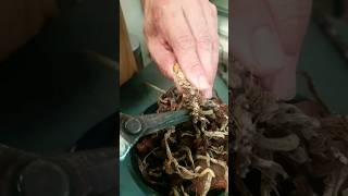 How to Save Dead Orchid #orchid #plants #flowers  #orchidcare