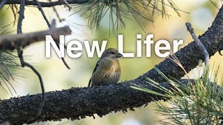 Birding a Brand New Area To Me in Southern Utah