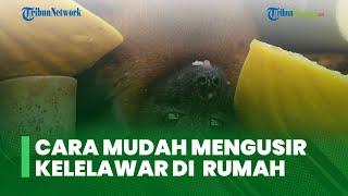 Terdapat Kelelawar di Atap Rumahmu? Begini Cara Mudah untuk Mengusirnya