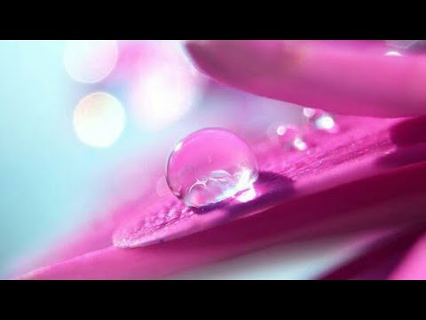 SAVJET SESTRAMA [ Dr. Safet Kuduzović ]