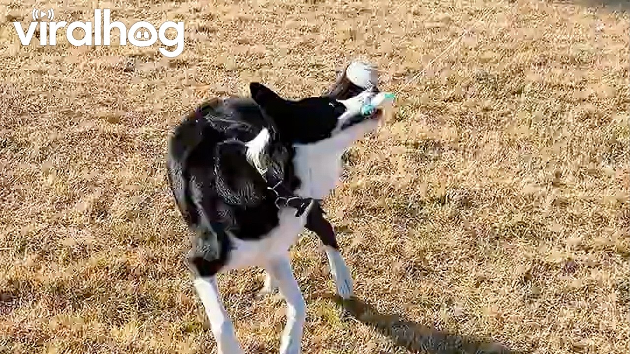 Border Collie Flies a Kite || ViralHog
